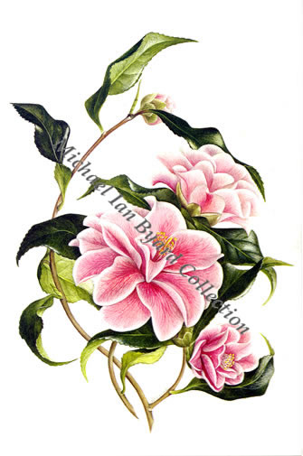 Camellia Japonica